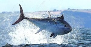 The Top 10 Fastest Sea Animals - thewildlifecore.com
