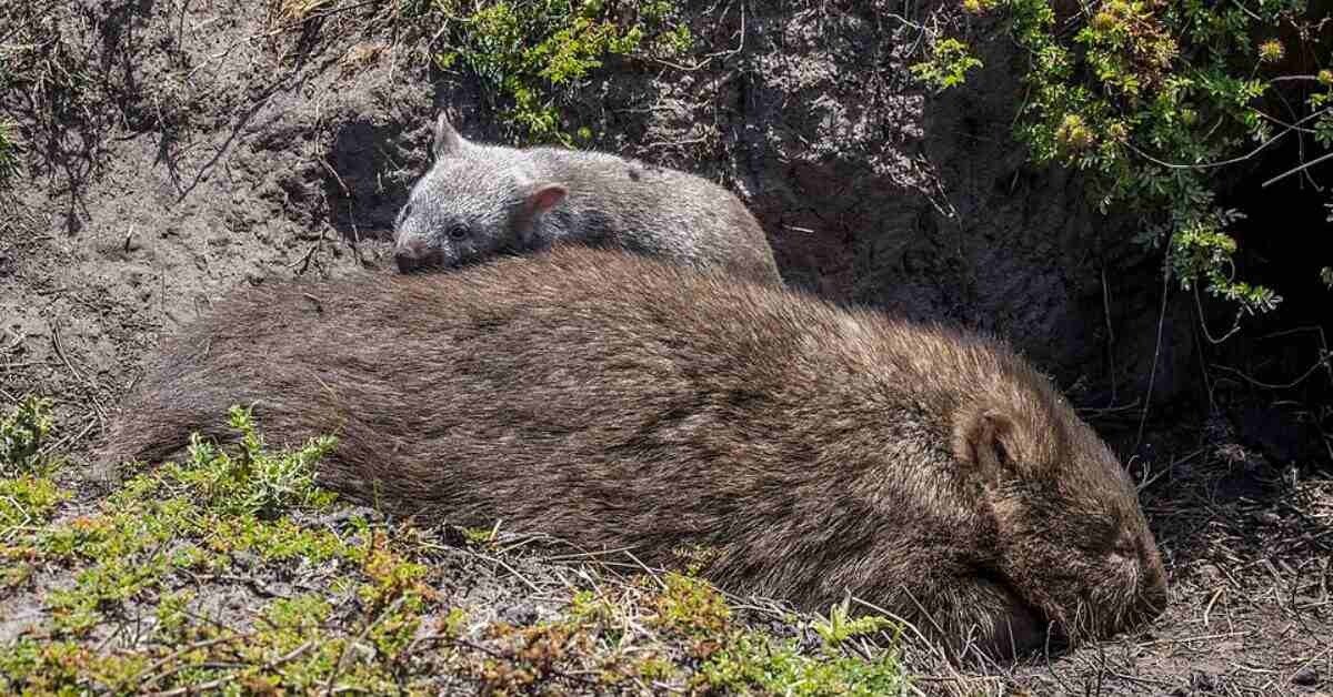 Wombat Stack 12 Fascinating Facts About Wombats - thewildlifecore.com