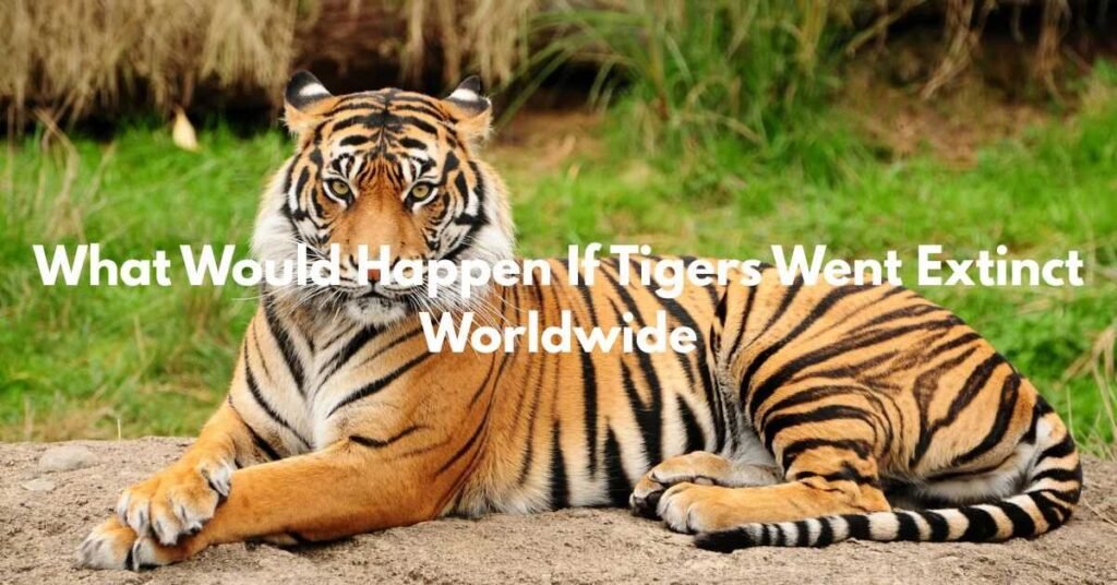 What Would Happen If Tigers Went Extinct Worldwide - thewildlifecore.com