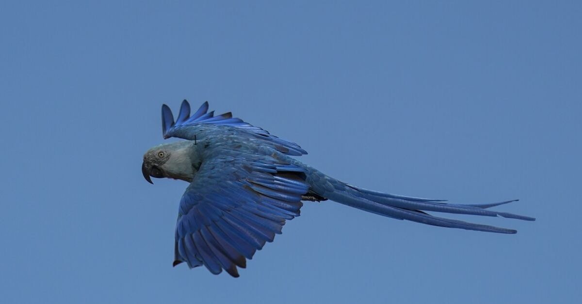Top 10 Rarest Birds What Is the Rarest Bird in the World? Top 7 Most Endangered Birds ...